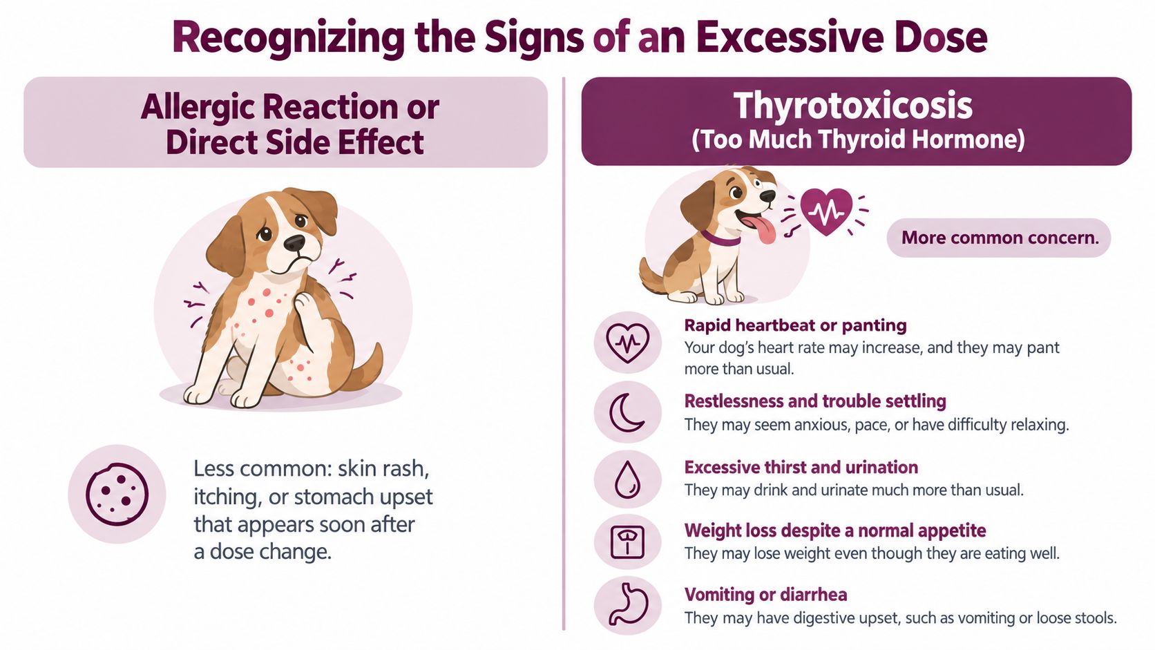 An infographic showing symptoms of an excessive thyroid medication dose in dogs, including skin irritation and thyrotoxicosis.