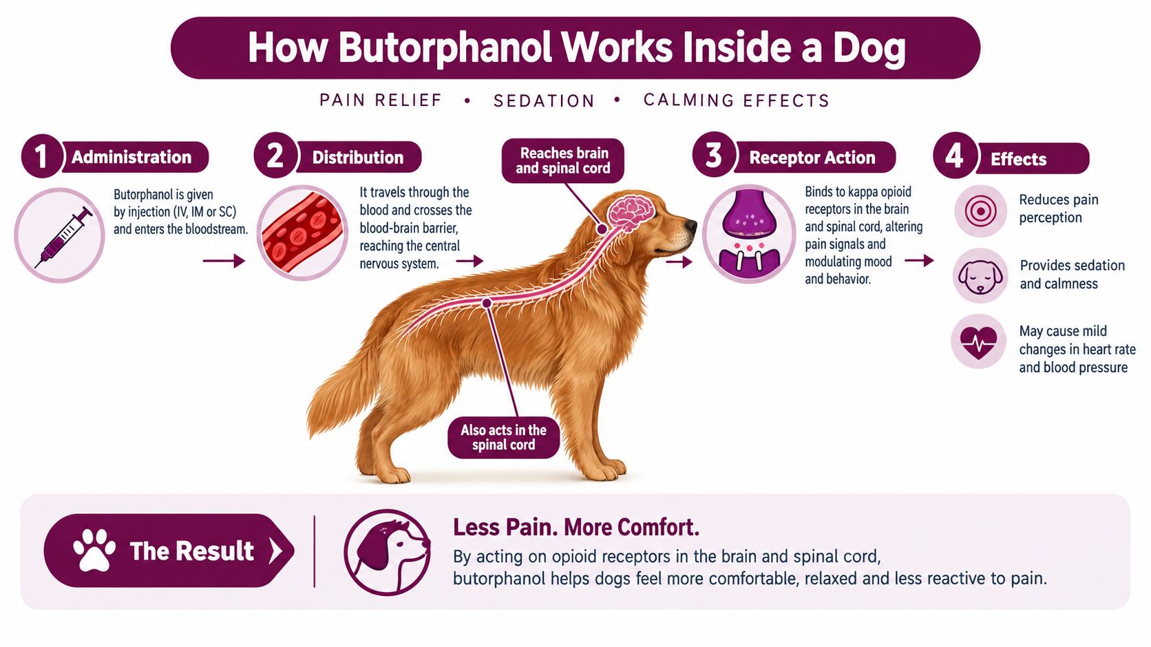 An infographic showing how the medication butorphanol works in a dog by binding to opioid receptors.