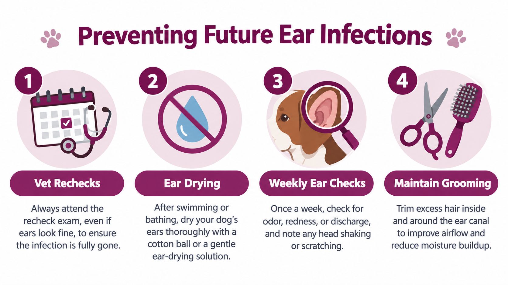 An infographic showing four steps to prevent future ear infections in dogs with illustrative icons.