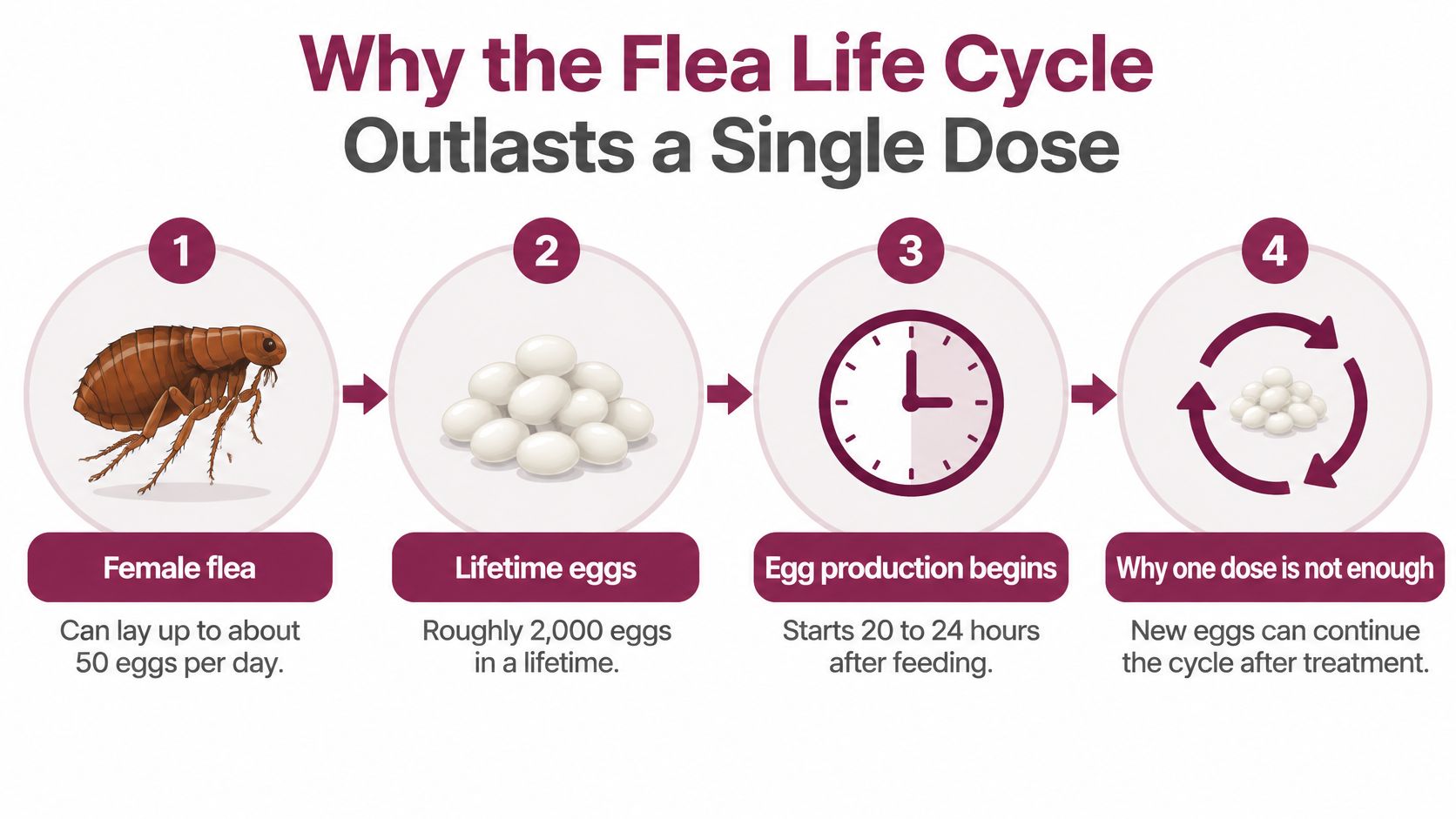 A diagram illustrating the four-stage flea life cycle and explaining why single doses often fail.