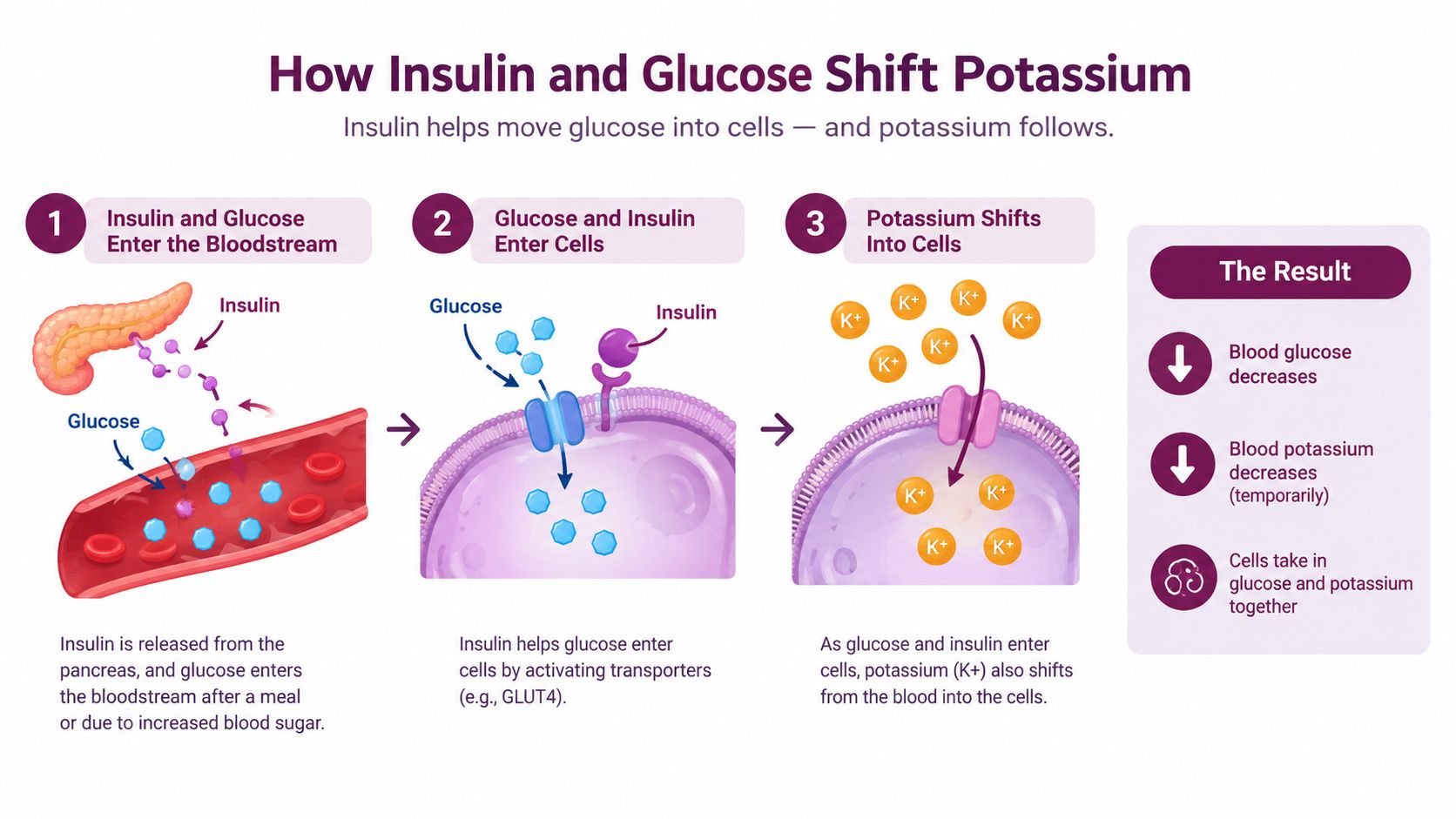 A diagram illustrating how insulin and glucose facilitate the movement of potassium from the bloodstream into cells.