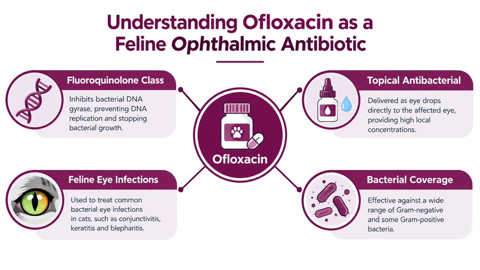 An infographic titled Understanding Ofloxacin as a Feline Ophthalmic Antibiotic explaining its mechanism, application, and usage.