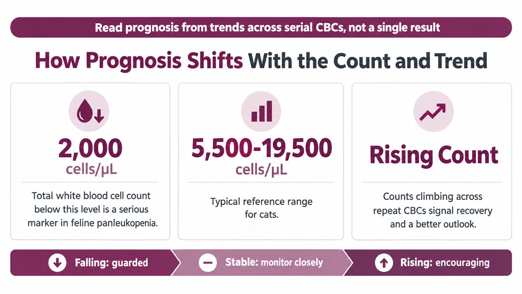 An infographic showing how white blood cell count trends in cats impact the prognosis of panleukopenia.