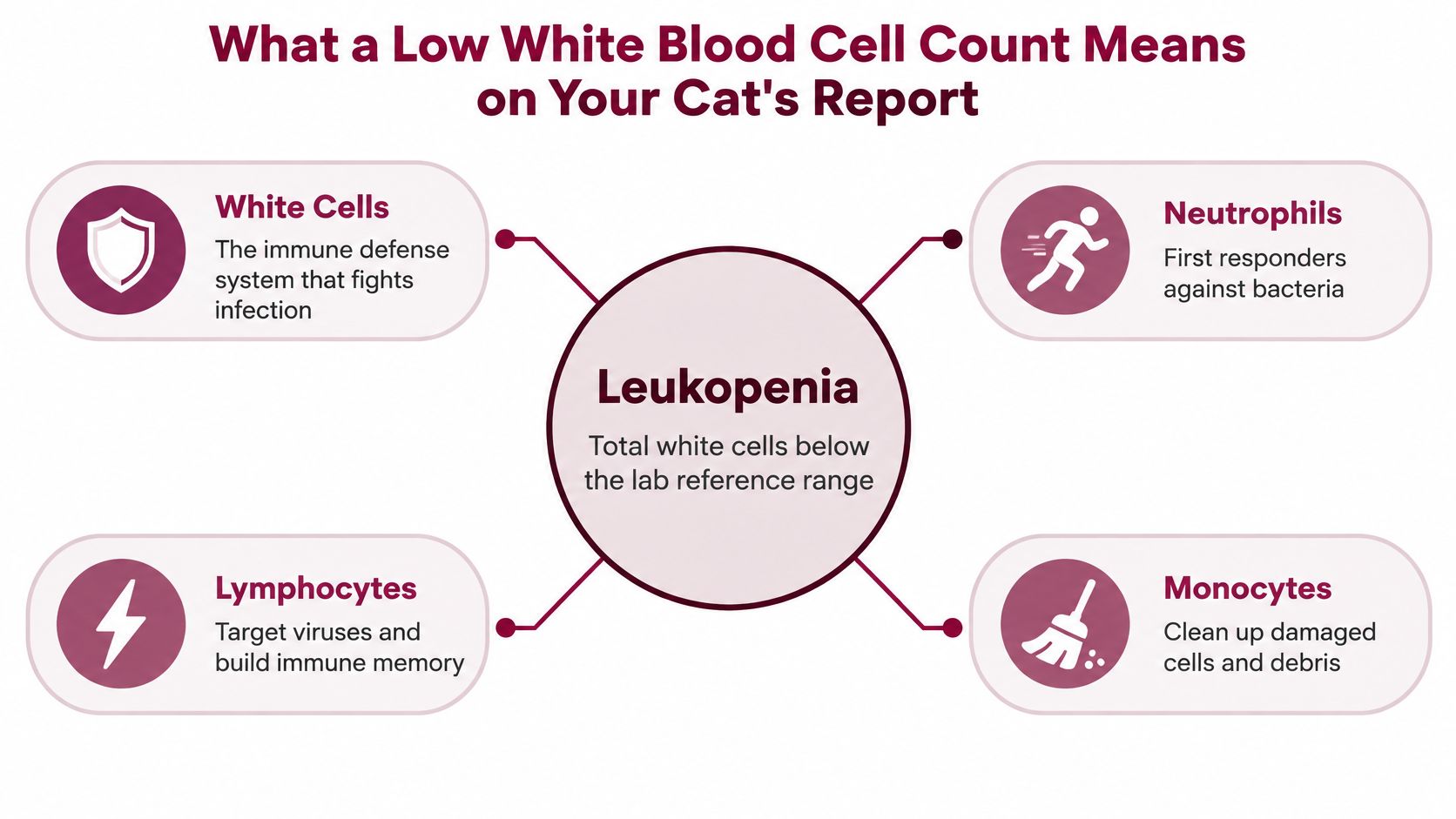 An infographic titled What a Low White Blood Cell Count Means on Your Cat's Report detailing leukopenia.