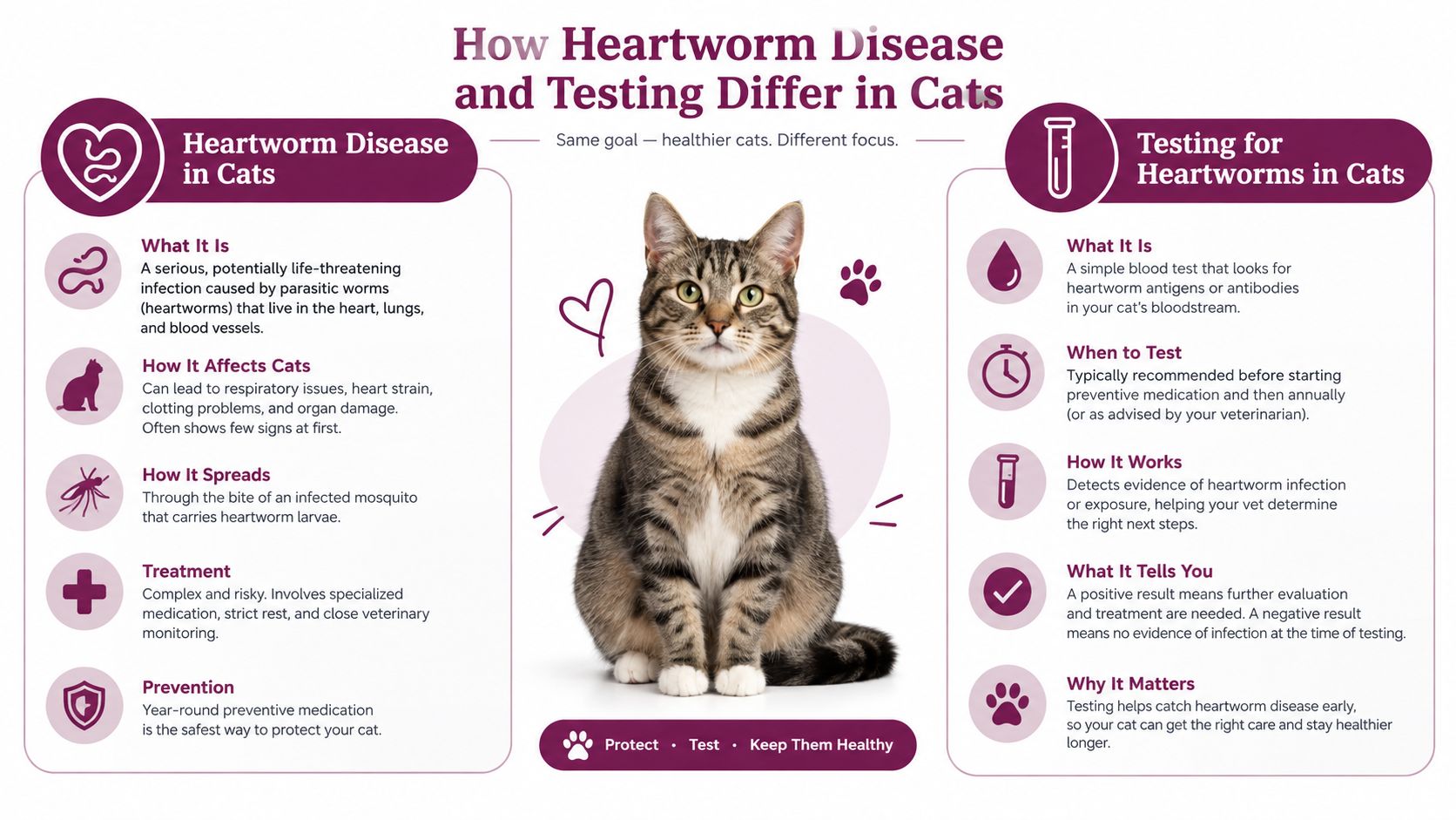 An infographic detailing heartworm disease in cats, explaining what it is, how it spreads, and testing methods.
