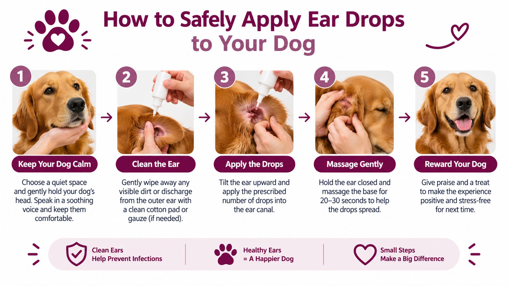 An infographic showing a five-step process on how to safely apply ear drops to a dog.