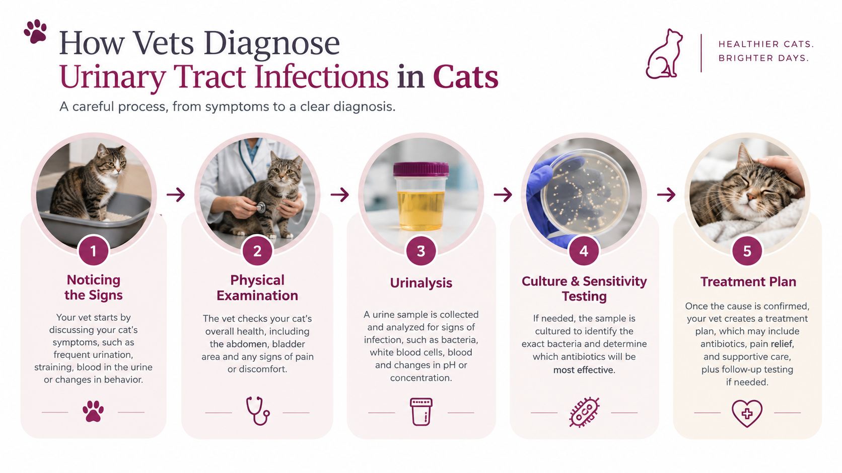 A step-by-step infographic illustrating how veterinarians diagnose urinary tract infections in cats through clinical assessment and testing.