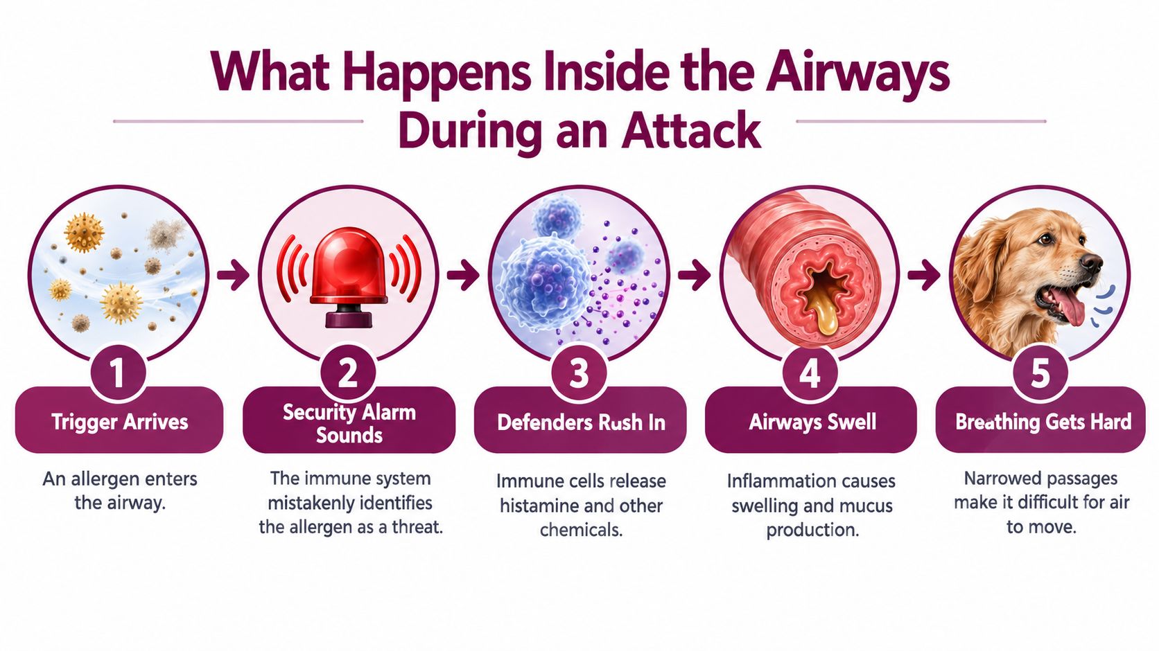 A 5-step infographic showing the biological process of an allergic asthma attack in an animal's airways.
