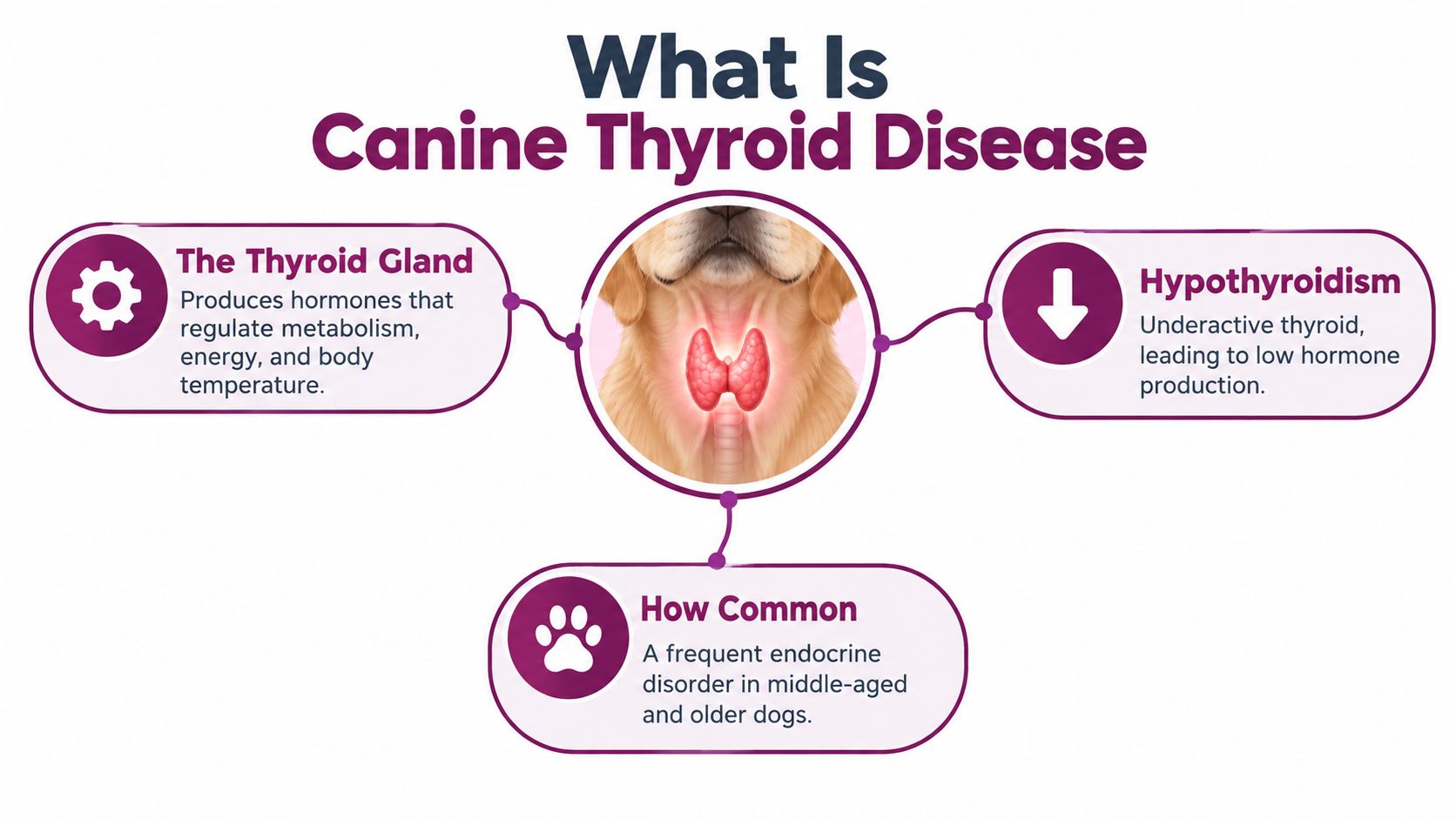 An educational infographic illustrating the thyroid gland in a dog and explaining canine hypothyroidism.