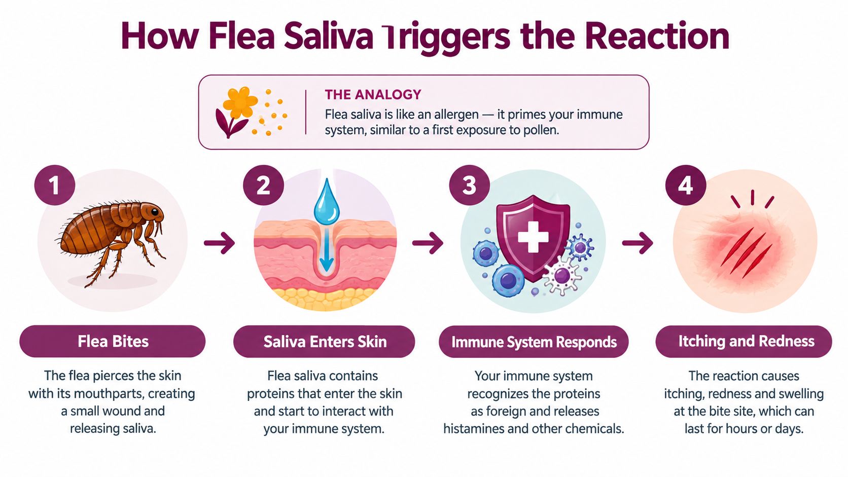 An infographic showing the four steps of how flea saliva triggers an allergic skin reaction.