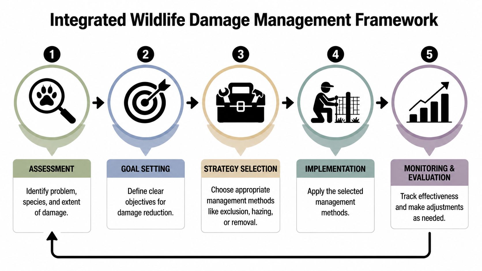 A flowchart showing the five steps of the Integrated Wildlife Damage Management Framework including assessment and evaluation.