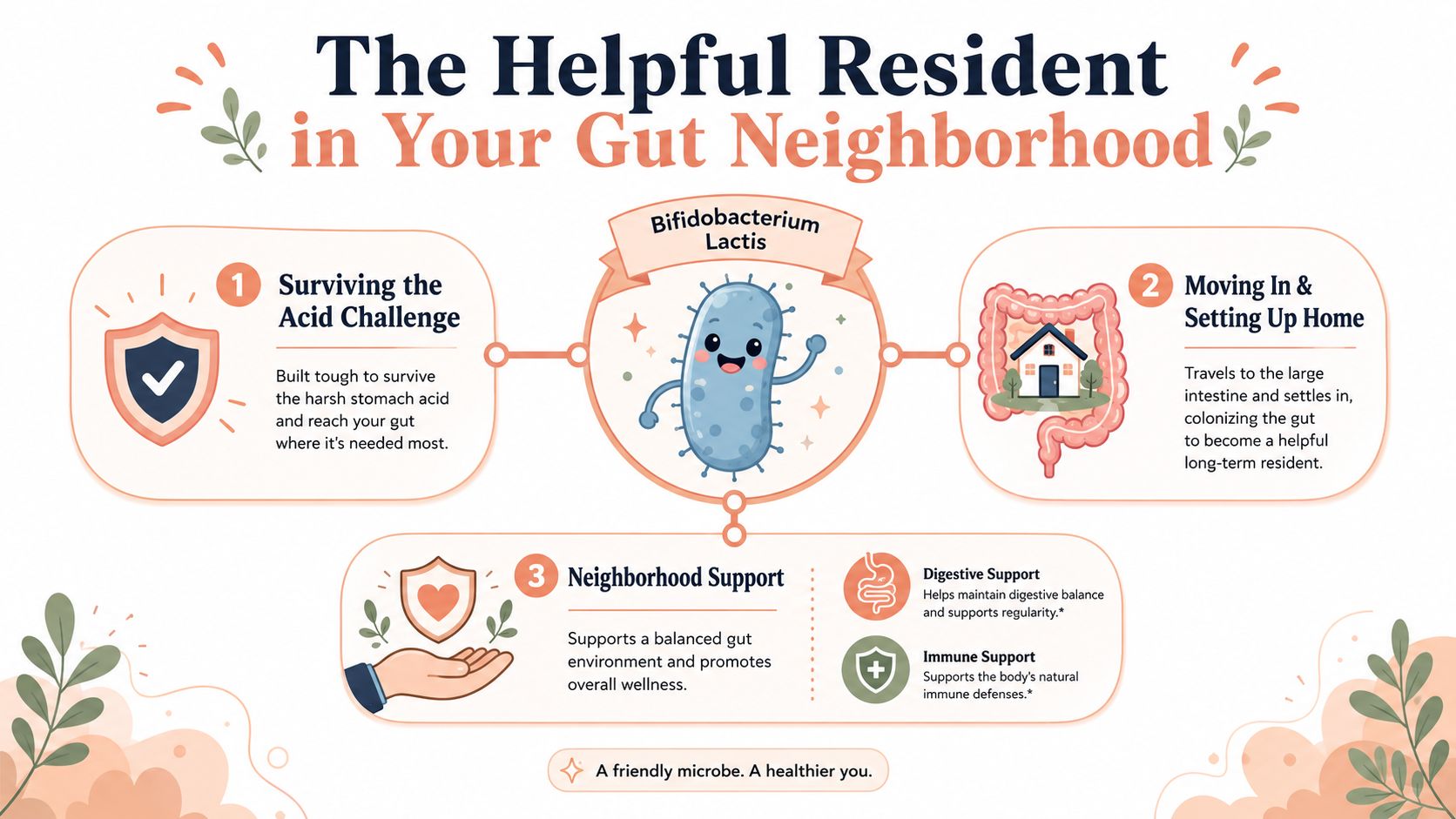 An infographic detailing the benefits and colonizing process of Bifidobacterium Lactis as a probiotic for gut health.
