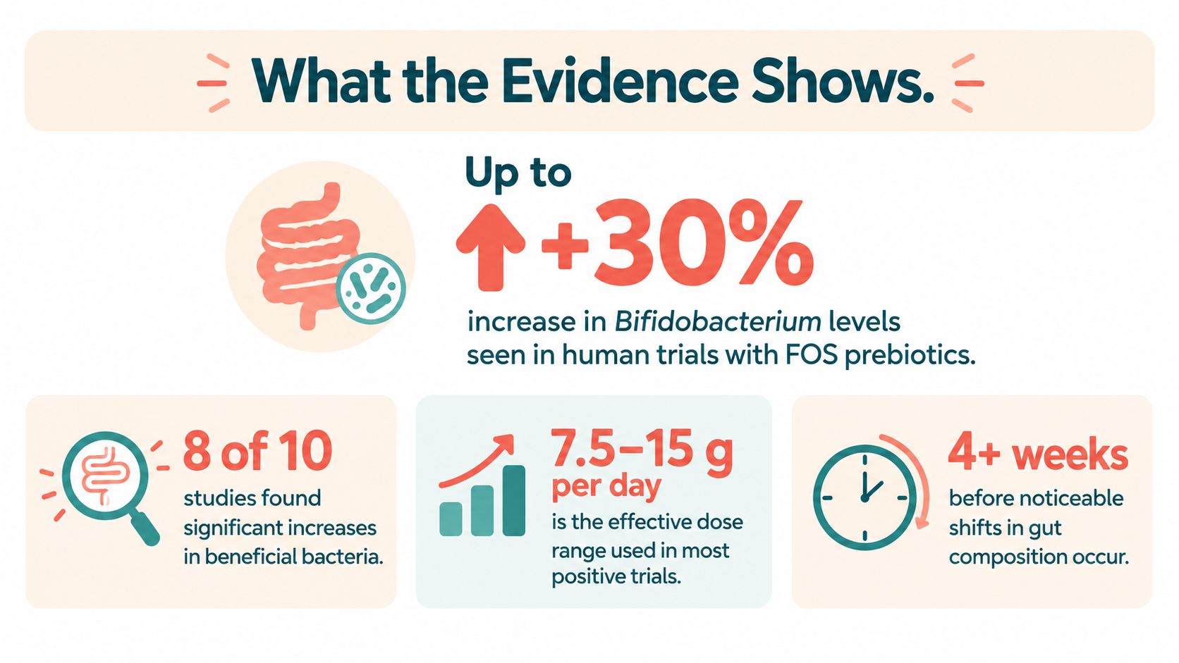 An infographic showing that FOS prebiotics increase Bifidobacterium levels in human trials over four weeks.