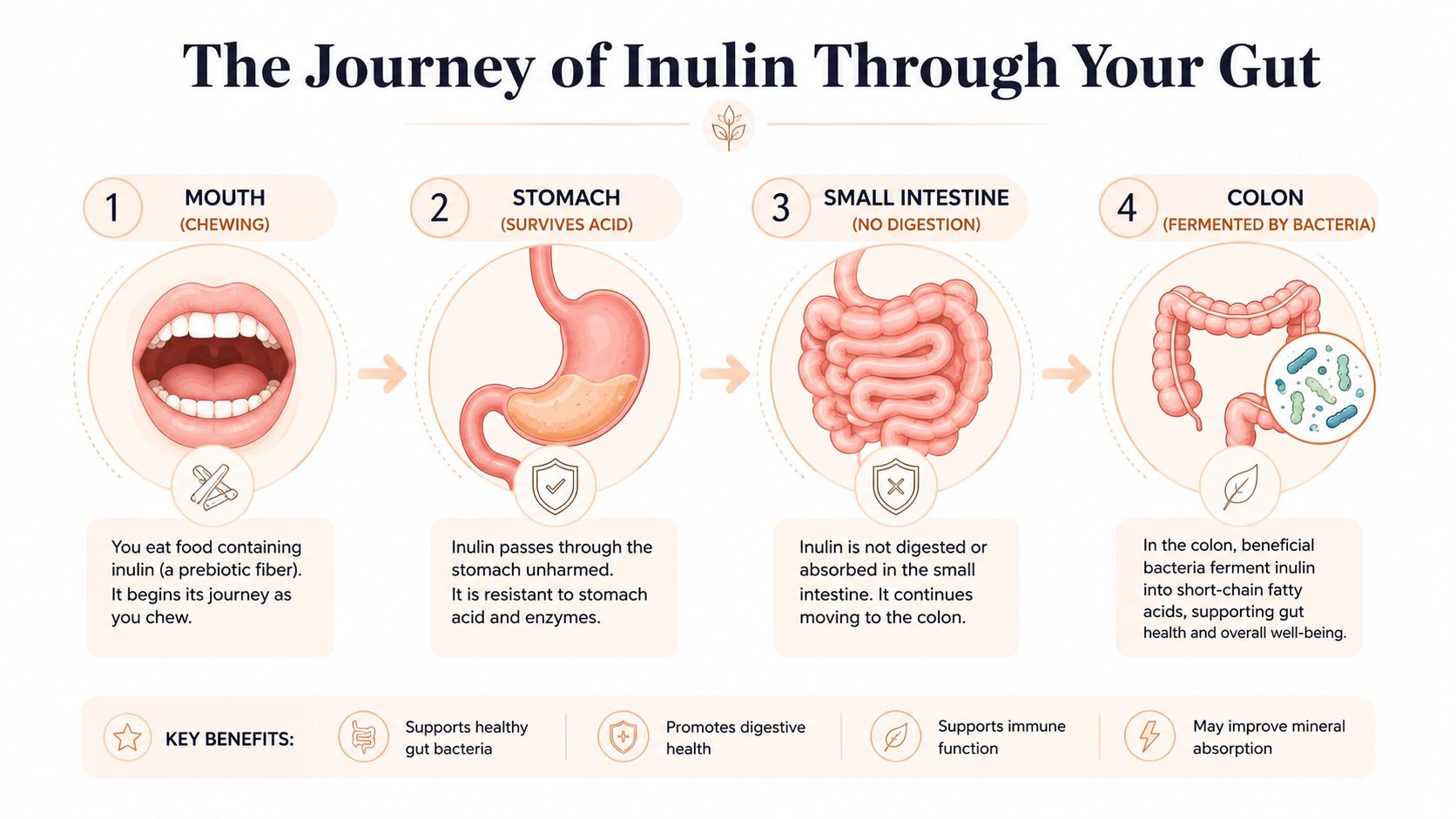 A diagram illustrating the four steps of how inulin fiber travels through the human digestive system.