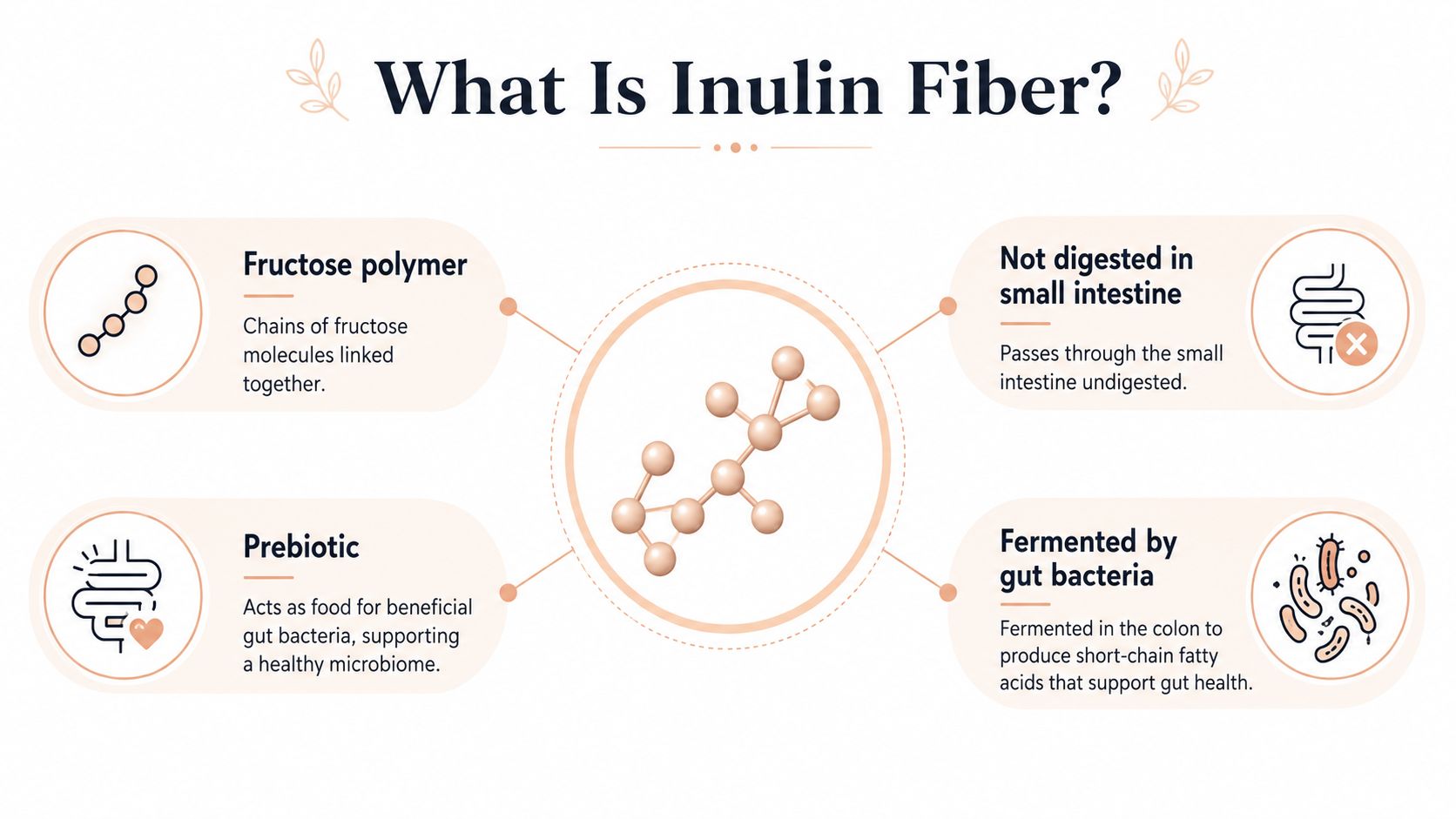 An infographic explaining that inulin fiber is a prebiotic fructose polymer fermented by gut bacteria.