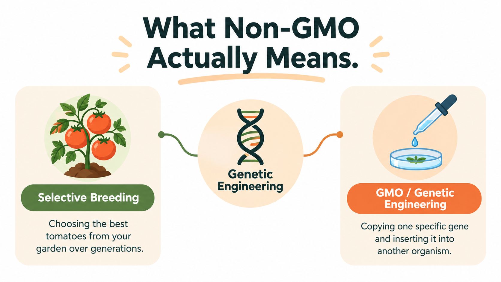 A diagram comparing traditional selective breeding of tomatoes with the laboratory process of genetic engineering.