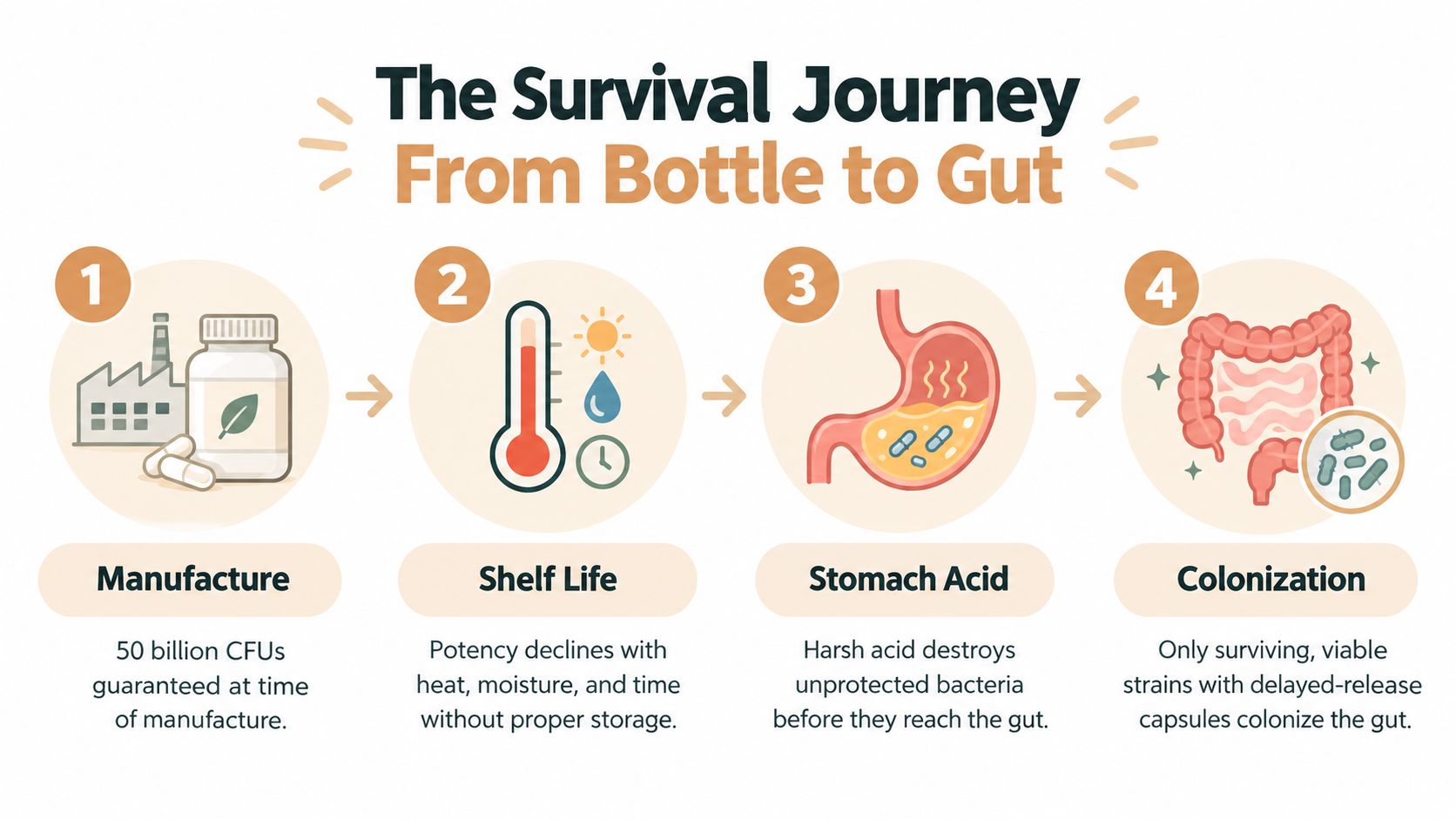 A diagram illustrating the four stages of probiotic survival from manufacturing to gut colonization.