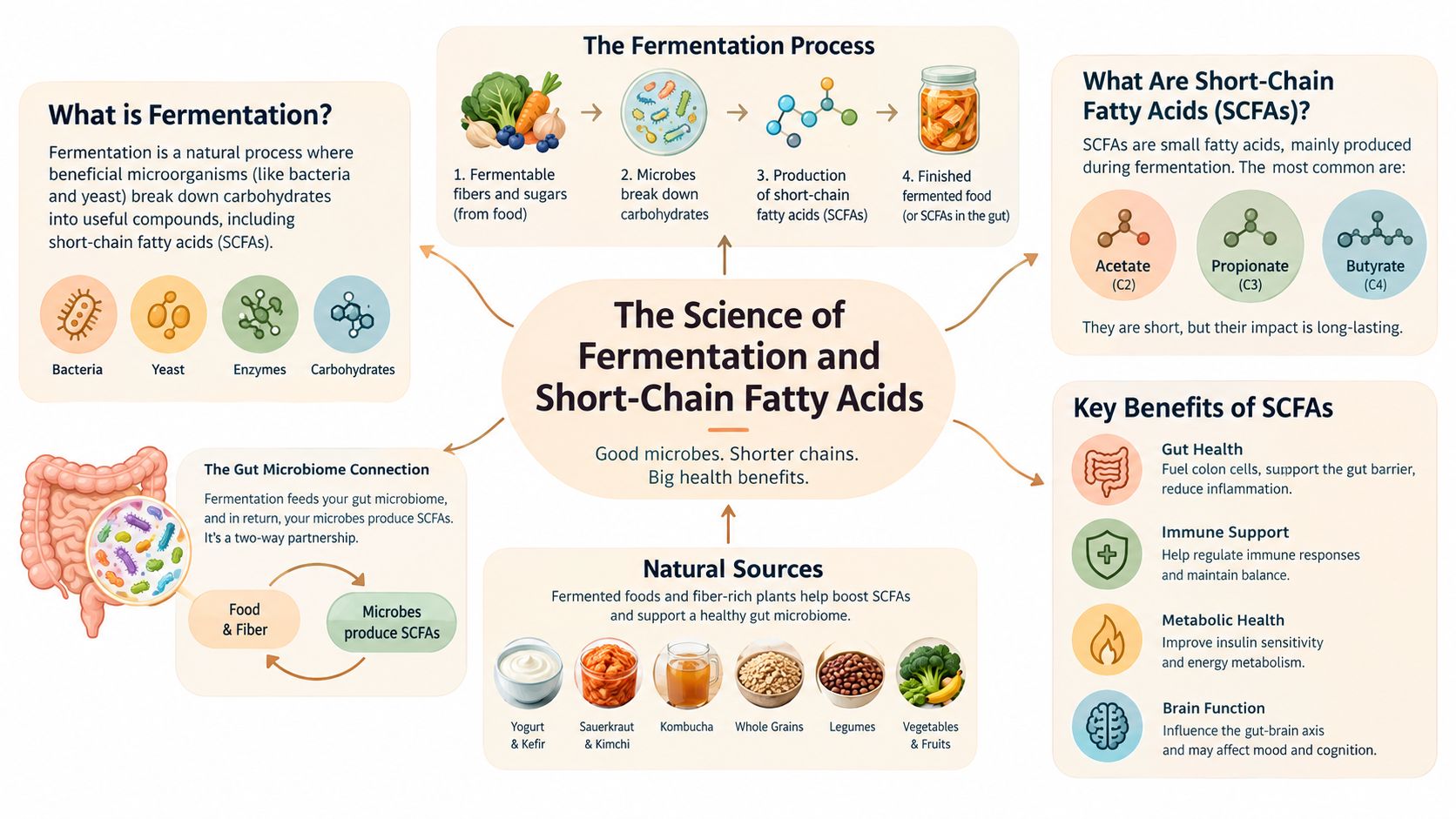An infographic explaining the science of fermentation, short-chain fatty acids, their production, sources, and health benefits.