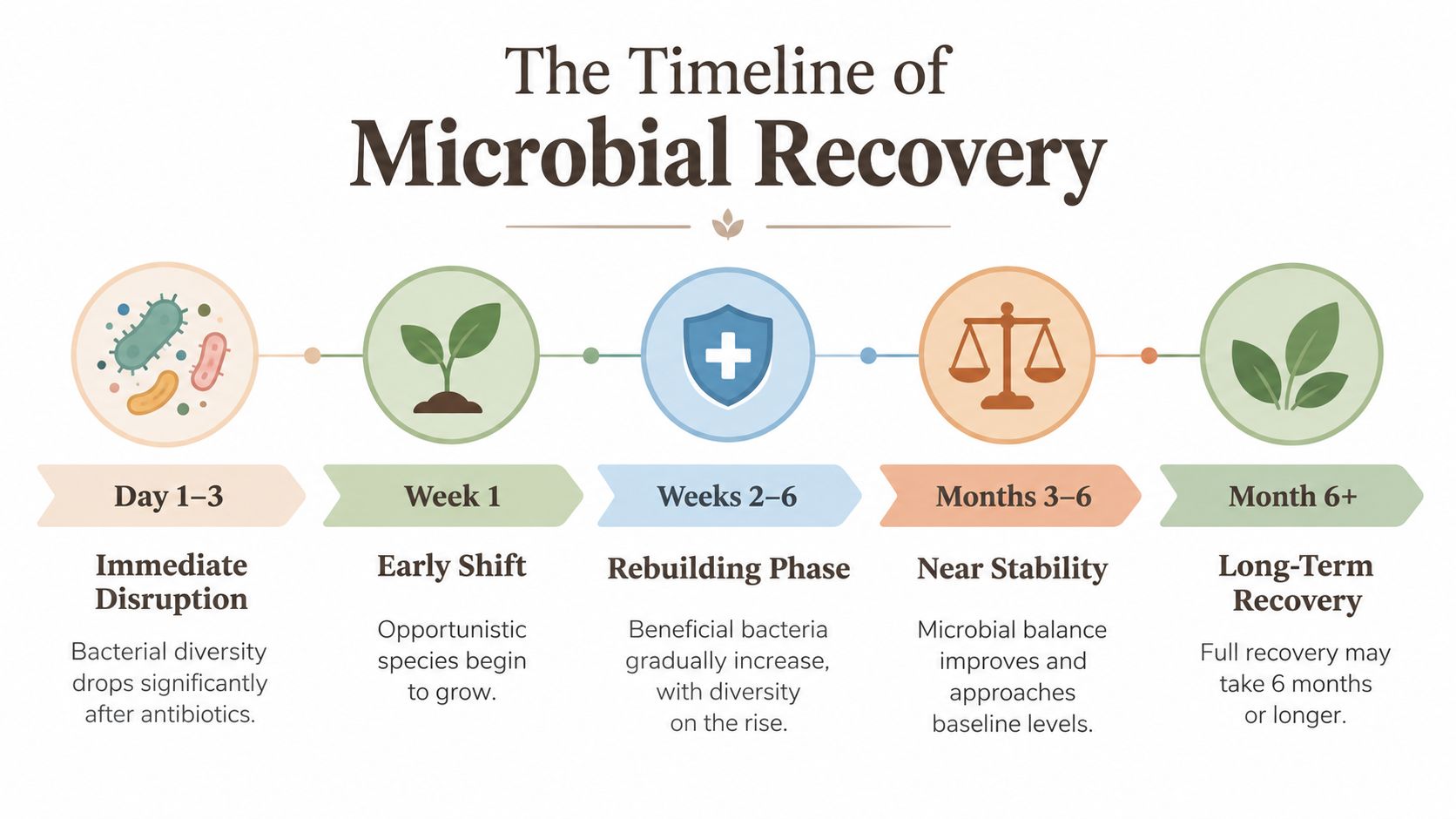 A timeline graphic showing the stages of microbial recovery in the gut following antibiotic use.