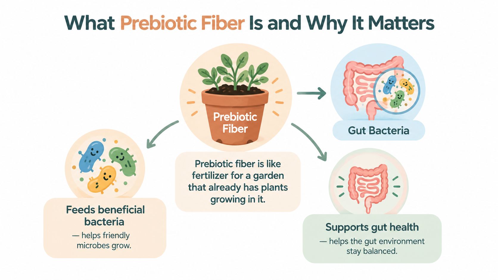 An infographic illustrating prebiotic fiber as fertilizer that feeds beneficial bacteria to support gut health.
