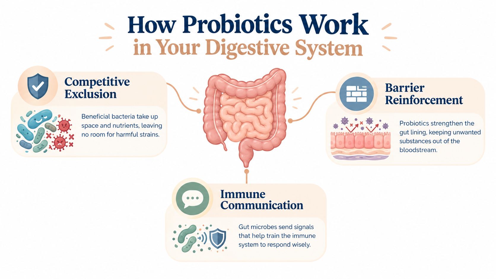 An infographic showing three ways probiotics work in the digestive system: competitive exclusion, barrier reinforcement, and immune communication.