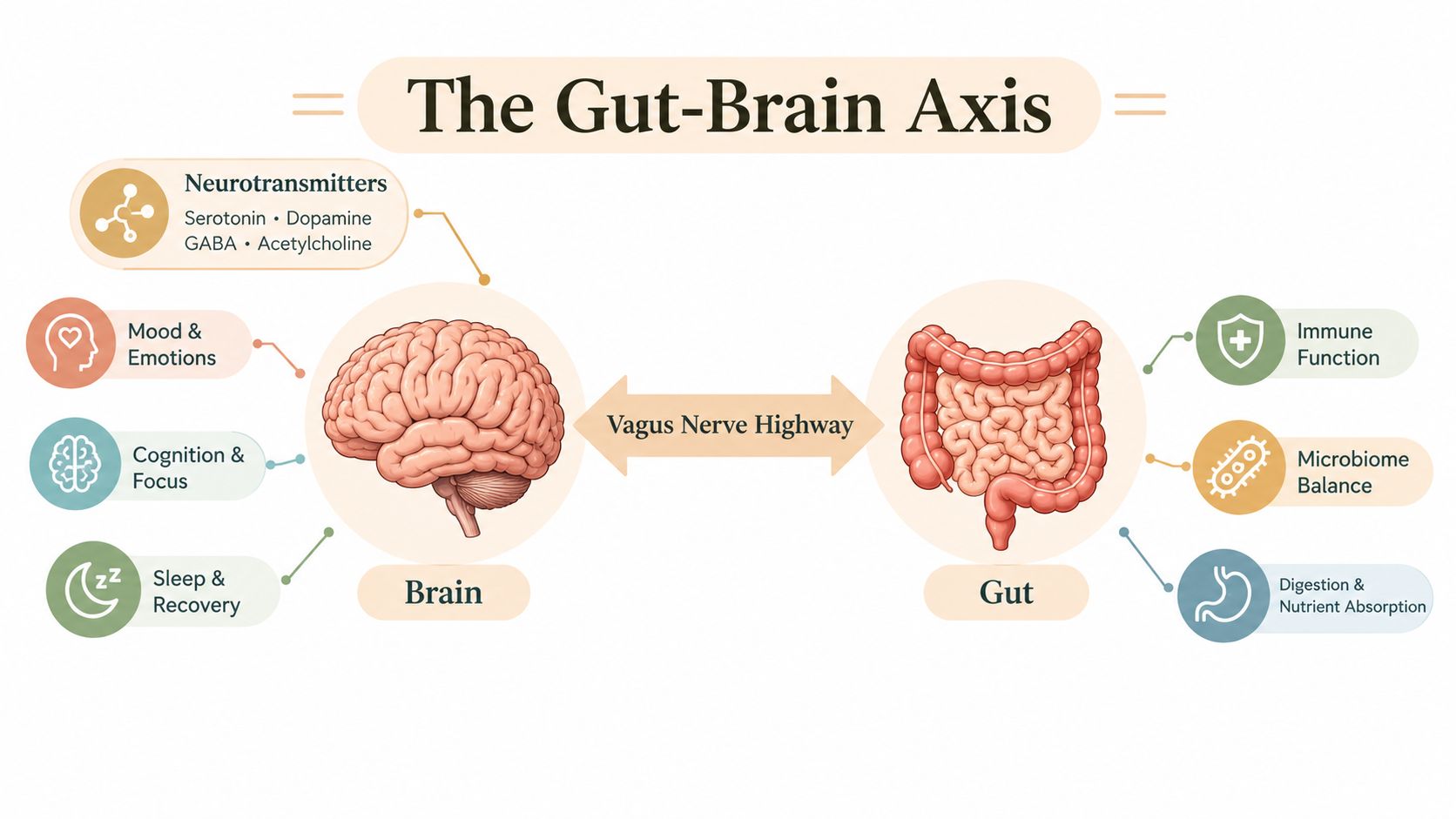 A diagram illustrating the Gut-Brain Axis, showing the bidirectional connection via the Vagus Nerve Highway.