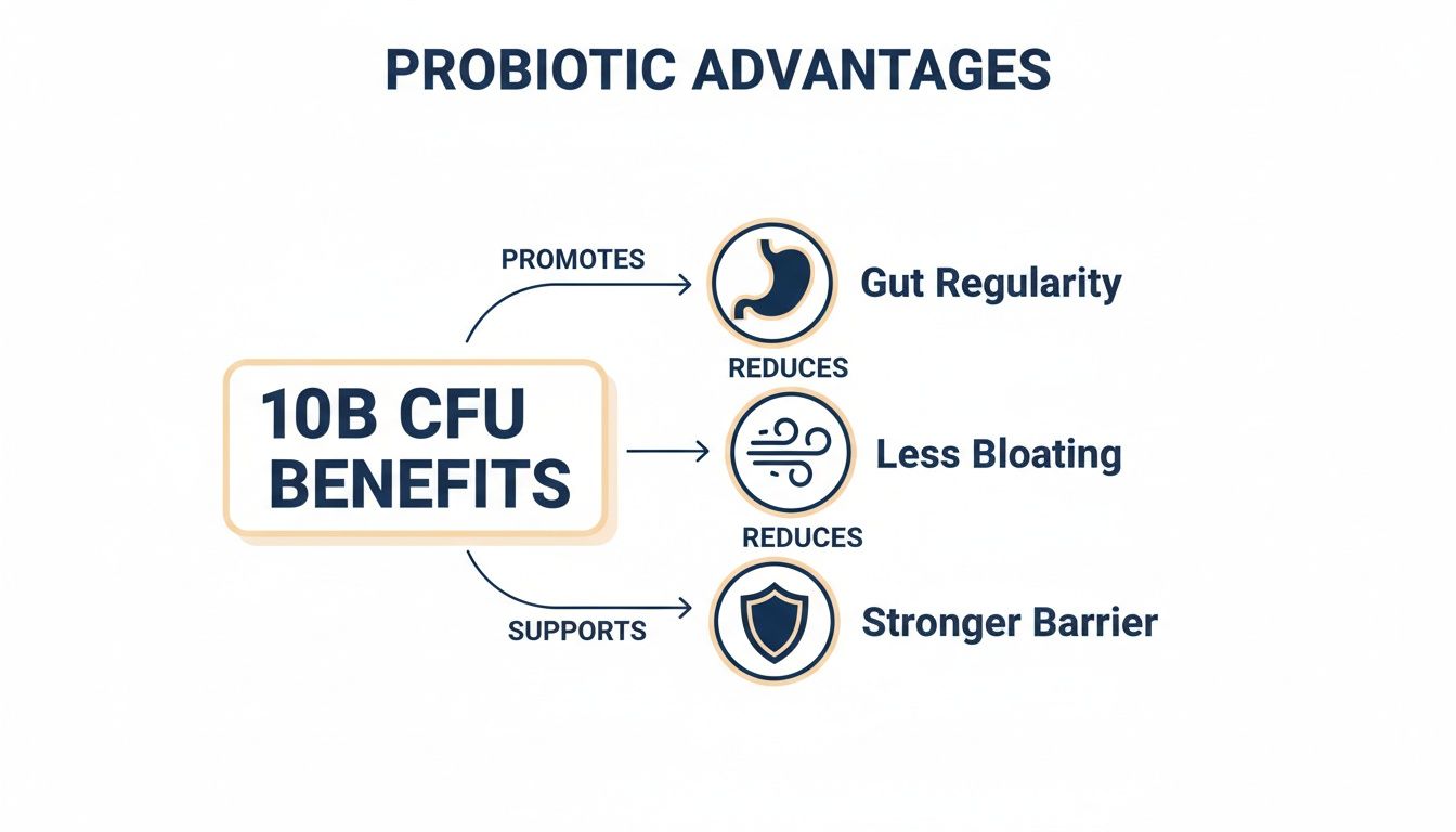 Infographic showing 10 billion CFU probiotic advantages for gut regularity, less bloating, and a stronger barrier.
