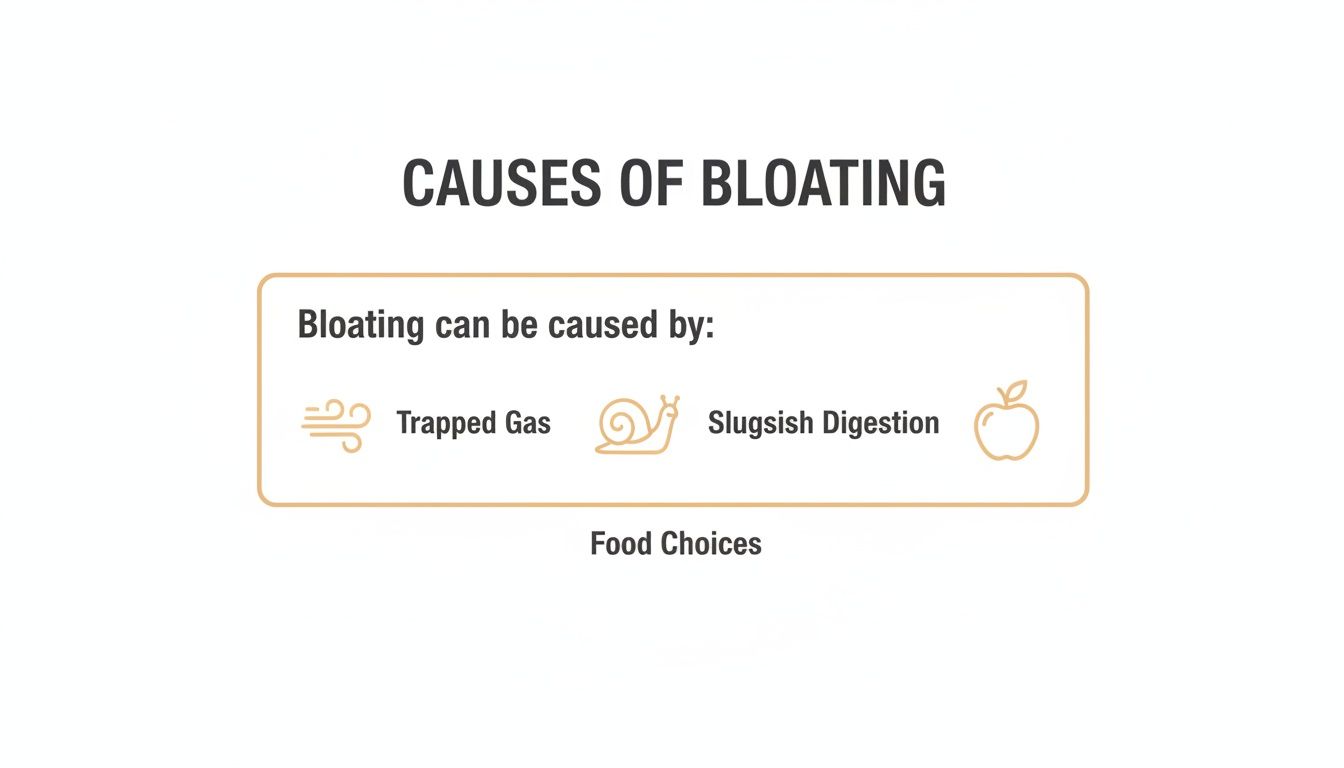 Infographic illustrating the causes of bloating: trapped gas, sluggish digestion, and food choices.