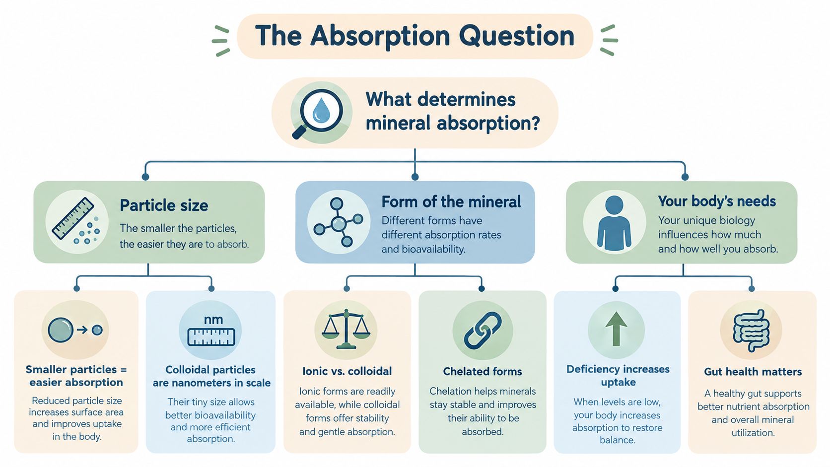 An infographic titled The Absorption Question explaining factors like particle size, mineral form, and body needs for mineral absorption.