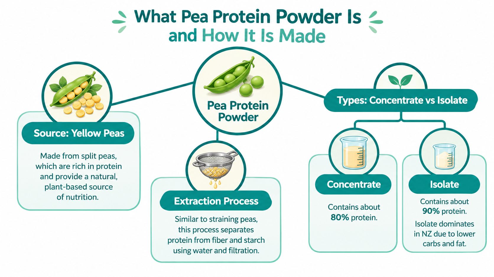 An infographic explaining the source, extraction process, and types of pea protein powder concentrate and isolate.
