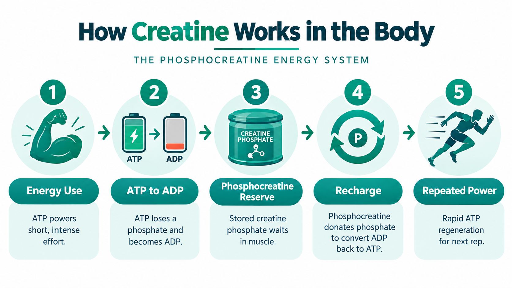 An infographic showing the five-step process of how creatine creates energy in the human body.