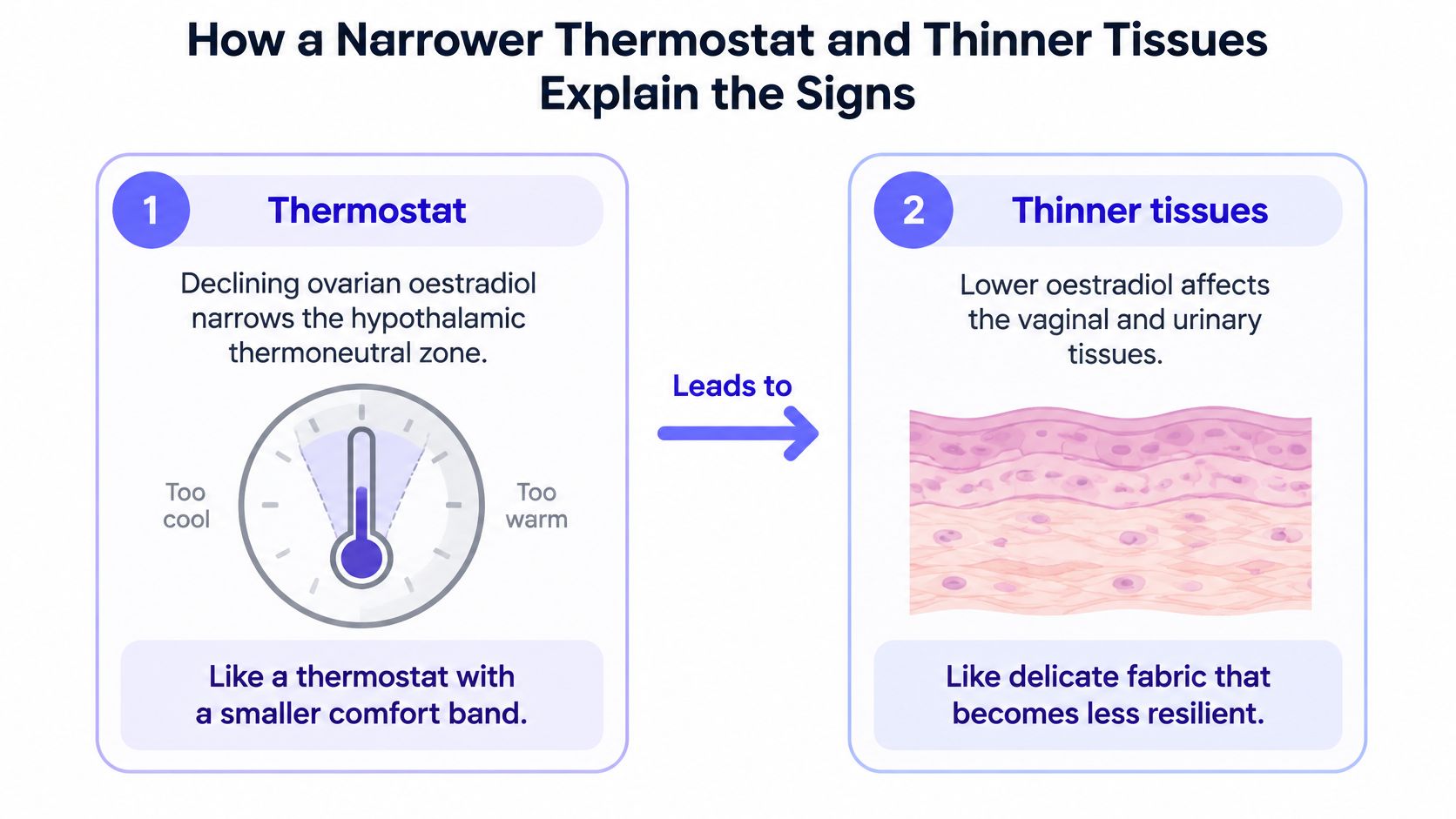 A diagram explaining how declining oestradiol levels cause a narrowed hypothalamic thermoneutral zone and thinner vaginal tissues.