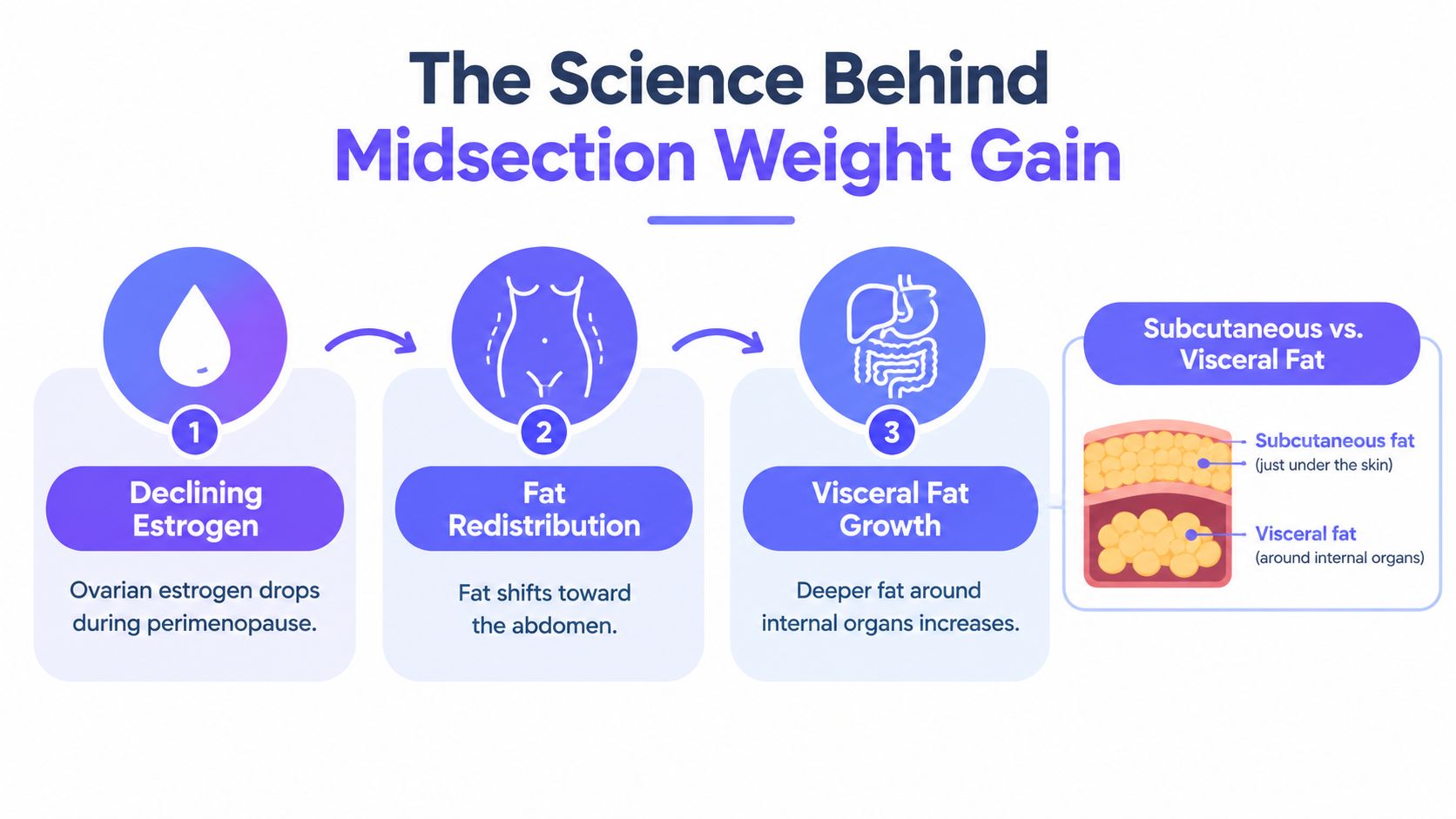 A diagram illustrating the biological process of midsection weight gain during perimenopause due to hormonal changes.