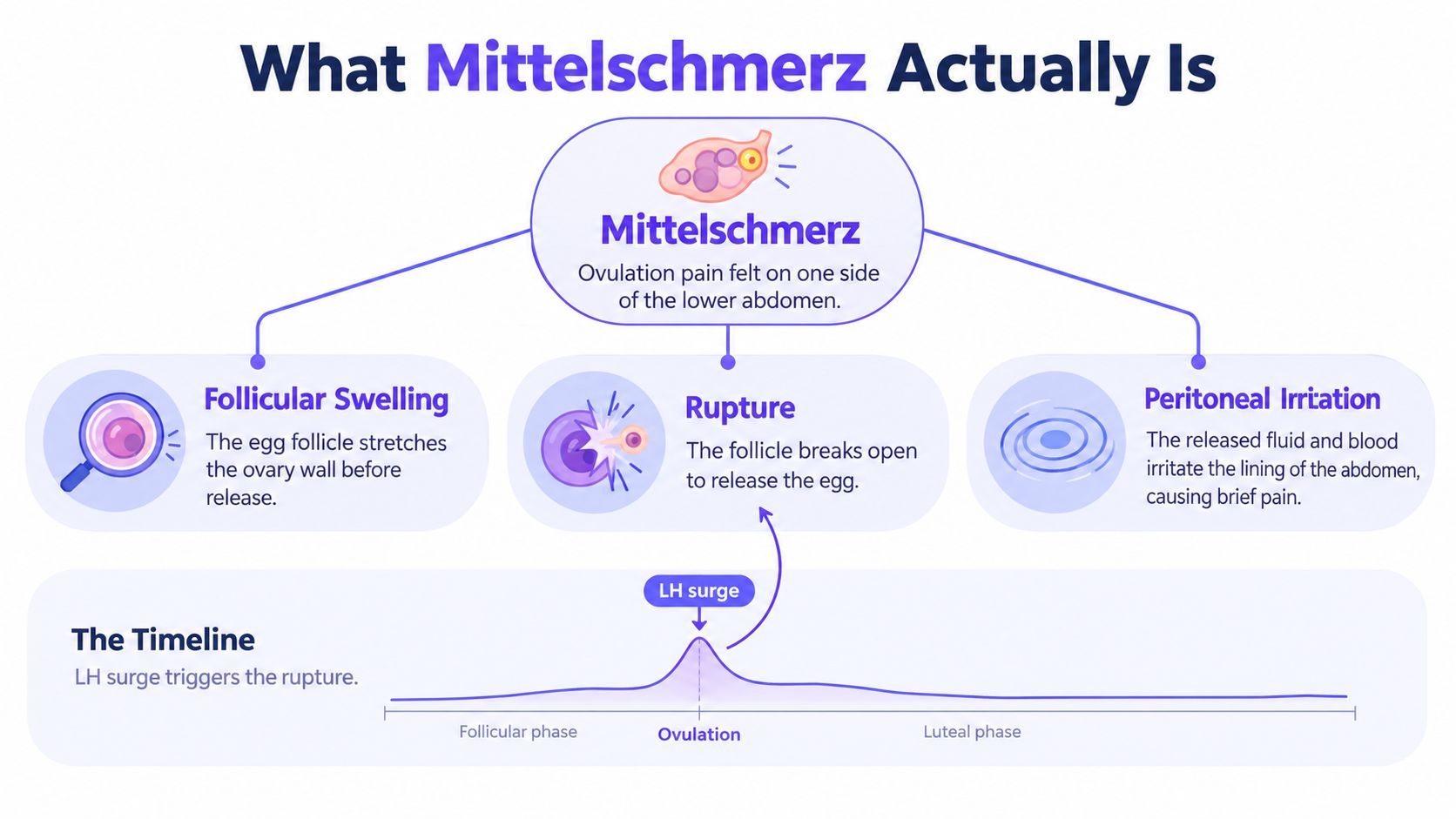 An infographic explaining the biological causes of Mittelschmerz, including follicular swelling, follicle rupture, and peritoneal irritation.