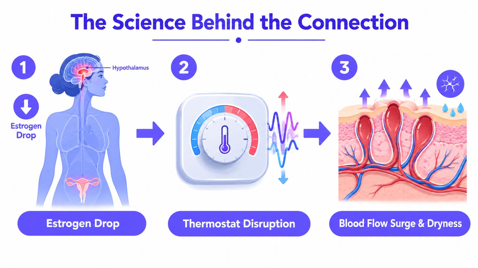 A diagram explaining how an estrogen drop causes thermostat disruption and leads to hot flashes and skin dryness.