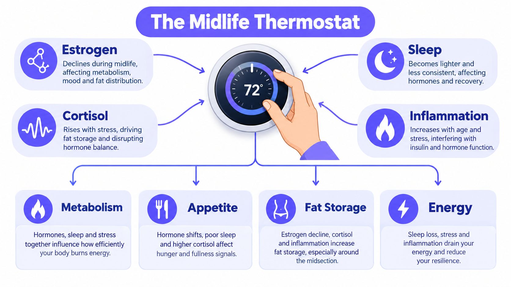 A diagram titled The Midlife Thermostat showing how hormones, sleep, and inflammation affect metabolism, appetite, and fat.