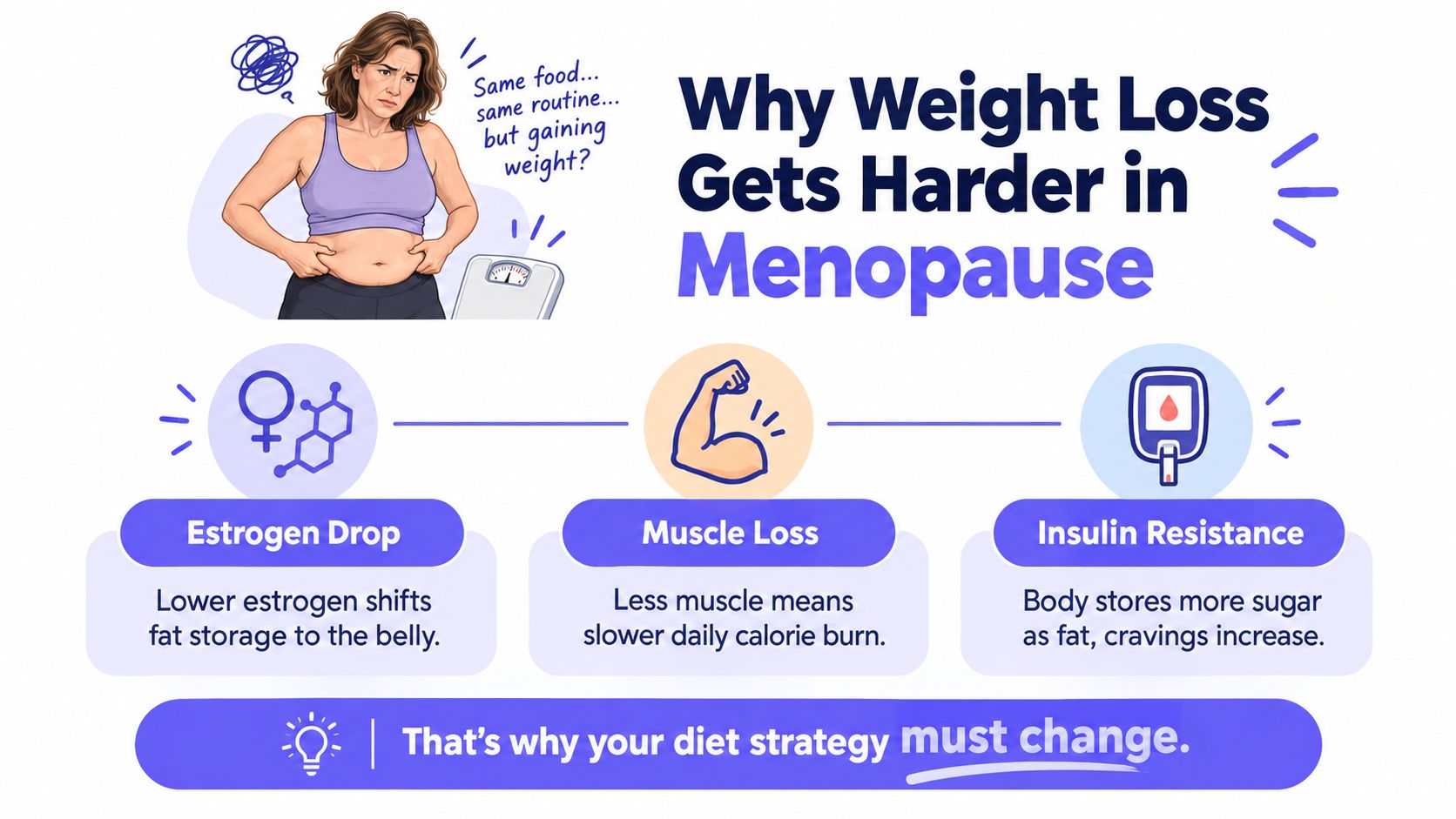 An infographic explaining how menopause causes weight gain through estrogen drops, muscle loss, and insulin resistance.