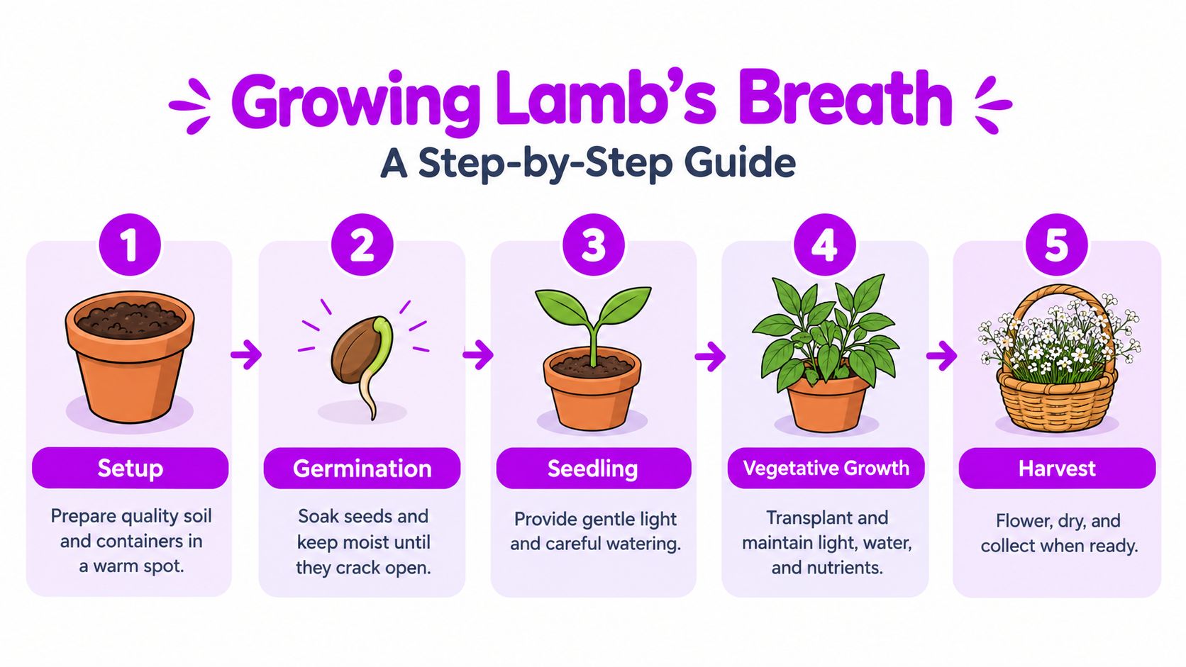 A five-step infographic guide illustrating the process of growing Lamb's Breath plants from seeds to harvest.