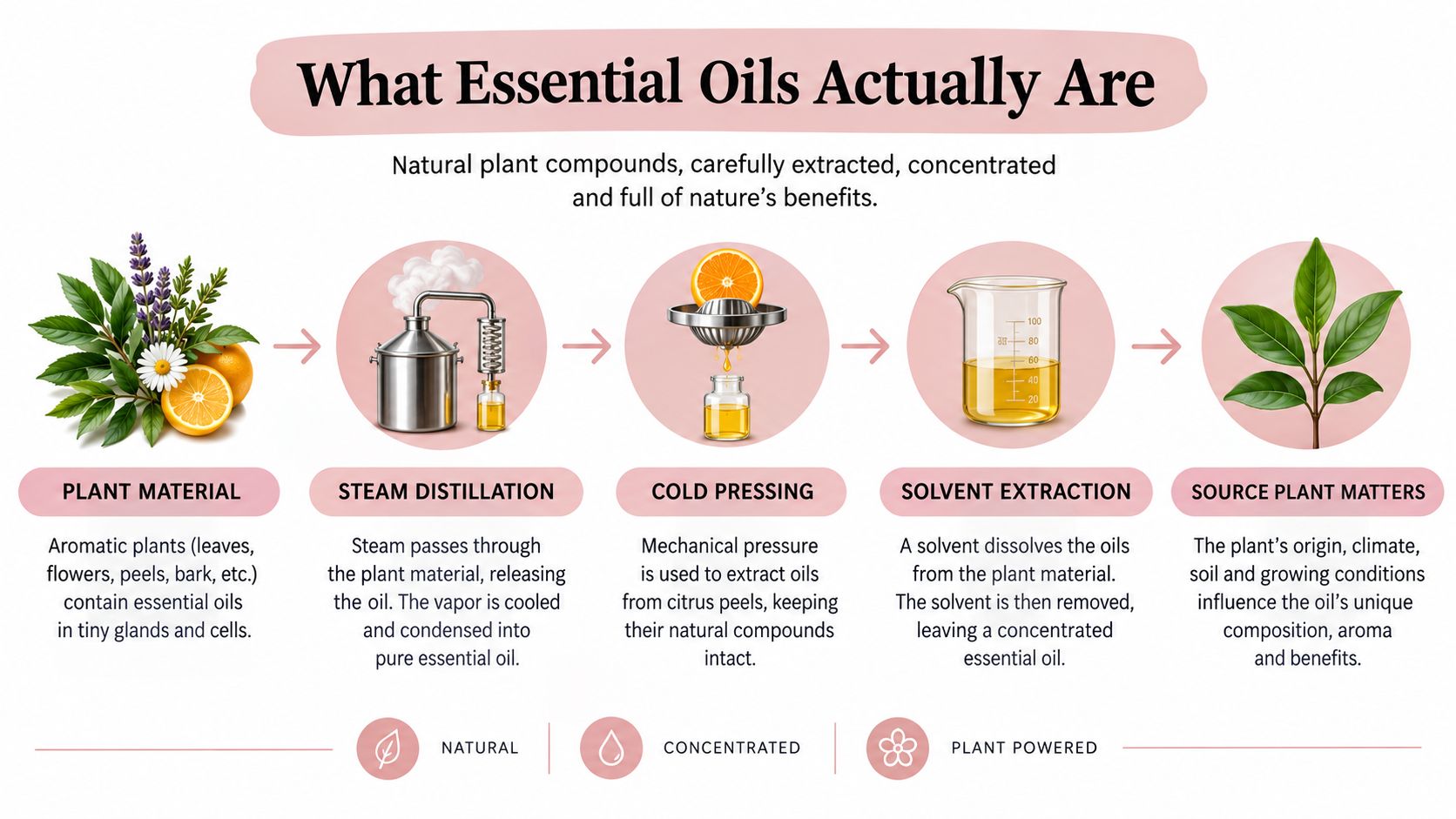An infographic showing the extraction process and origins of essential oils from natural plant sources.