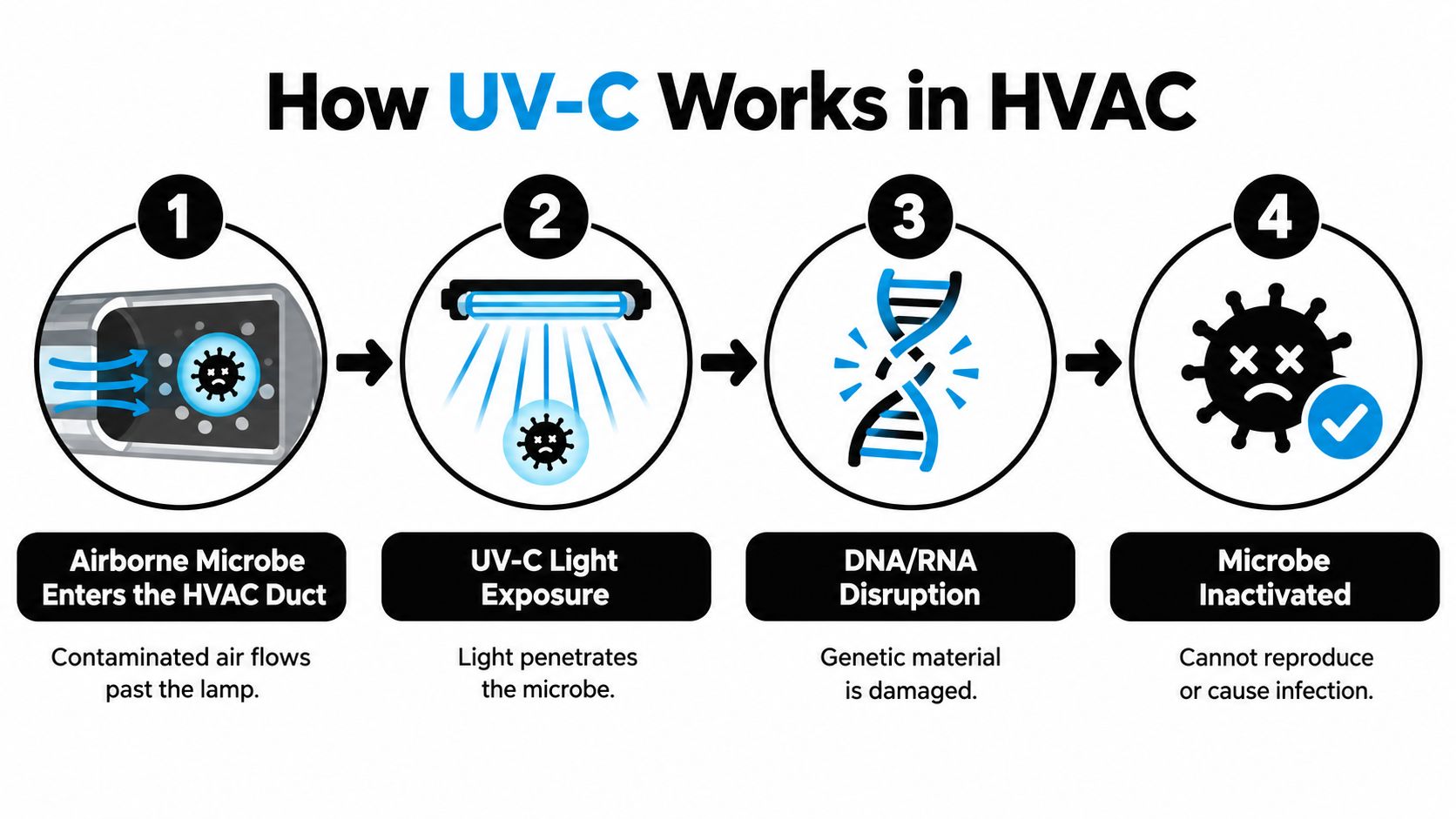 A diagram illustrating the four steps of how UV-C light inactivates microbes within an HVAC duct system.