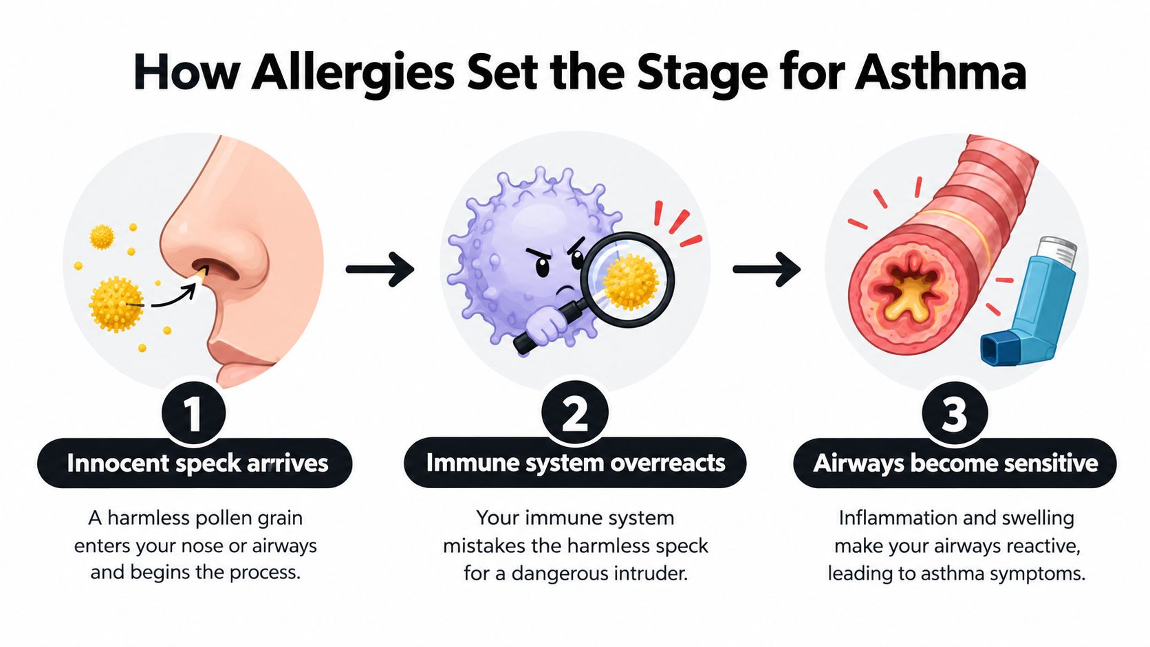 An infographic showing the three steps of how allergies lead to asthma through immune system reactions.