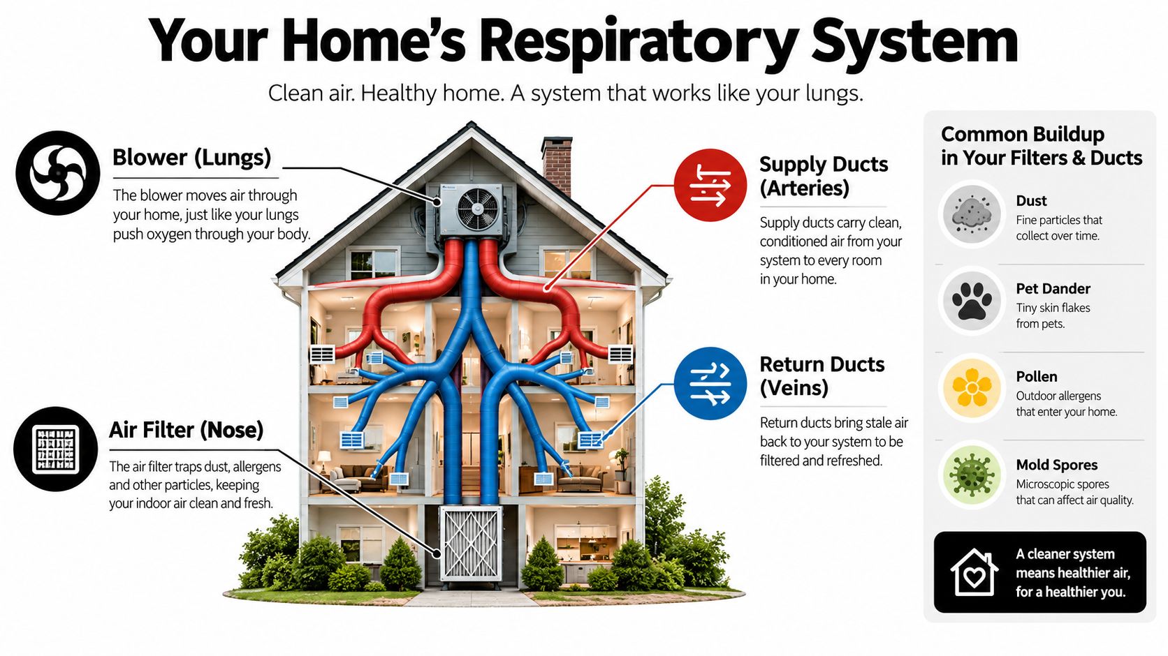 A diagram comparing a home's HVAC system to the human respiratory system to explain indoor air quality.